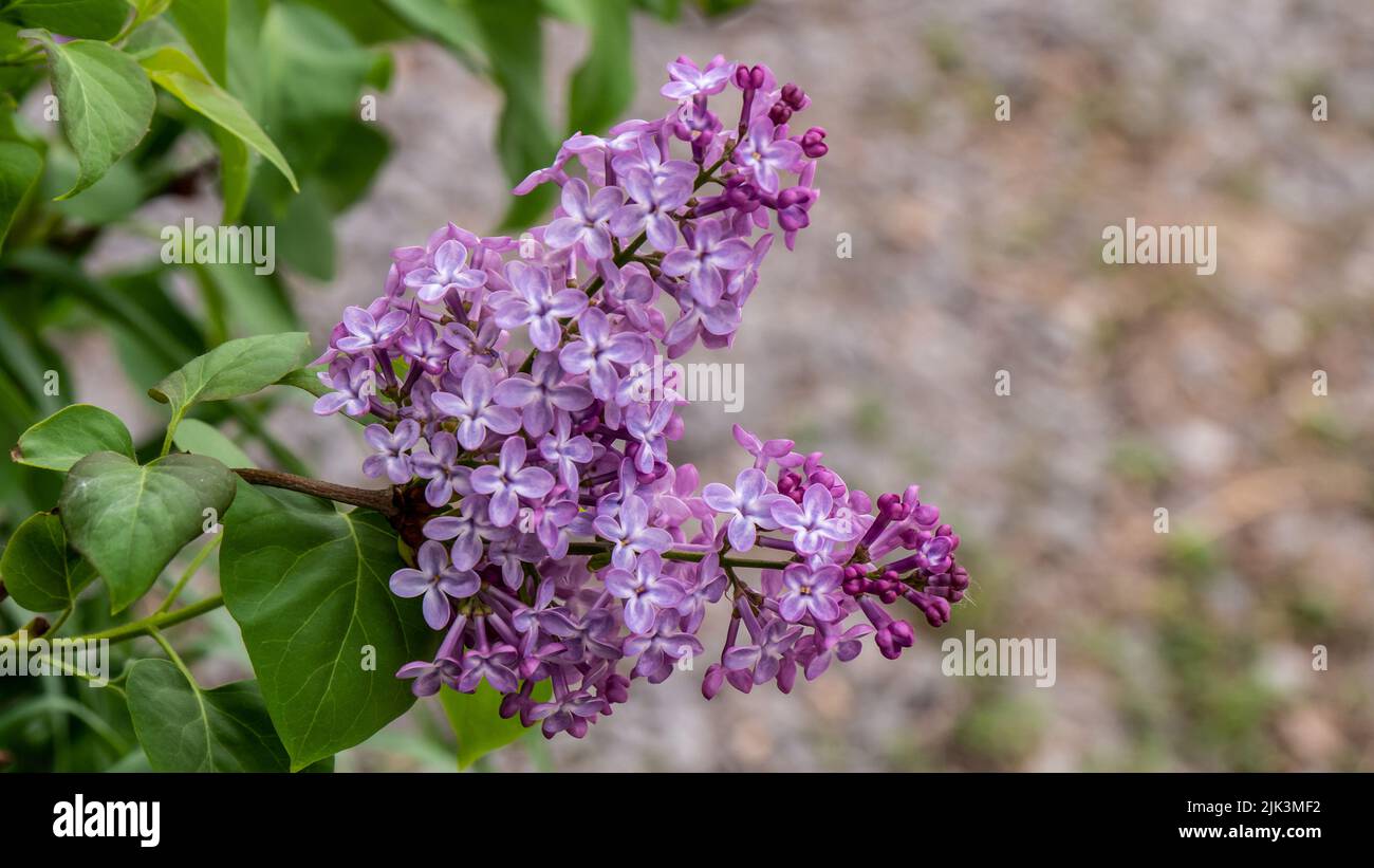 Gros plan des fleurs roses sur un lilas qui pousse dans un jardin le jour chaud du printemps en mai. Banque D'Images