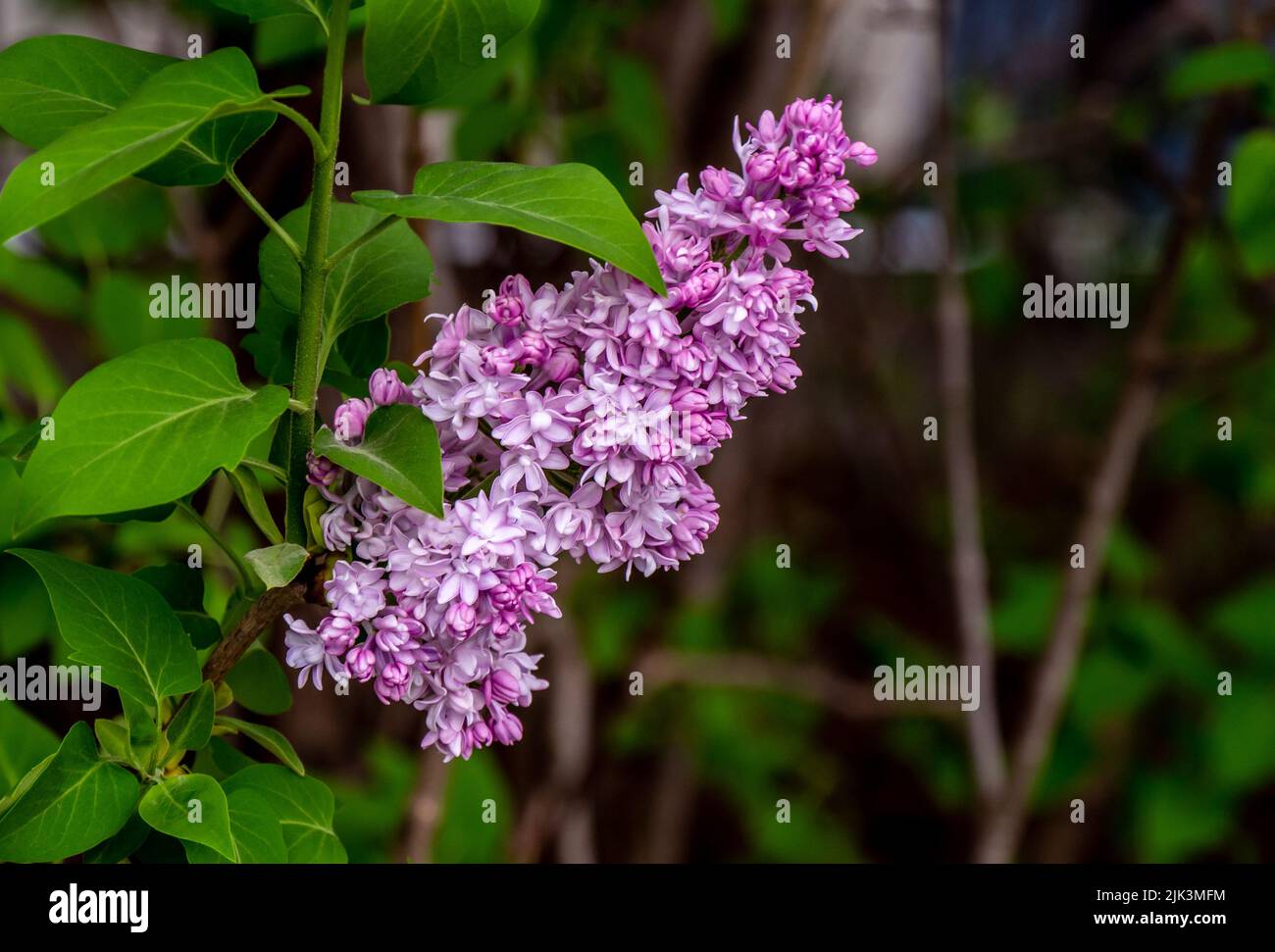 Gros plan des fleurs roses sur un lilas qui pousse dans un jardin le jour chaud du printemps en mai. Banque D'Images