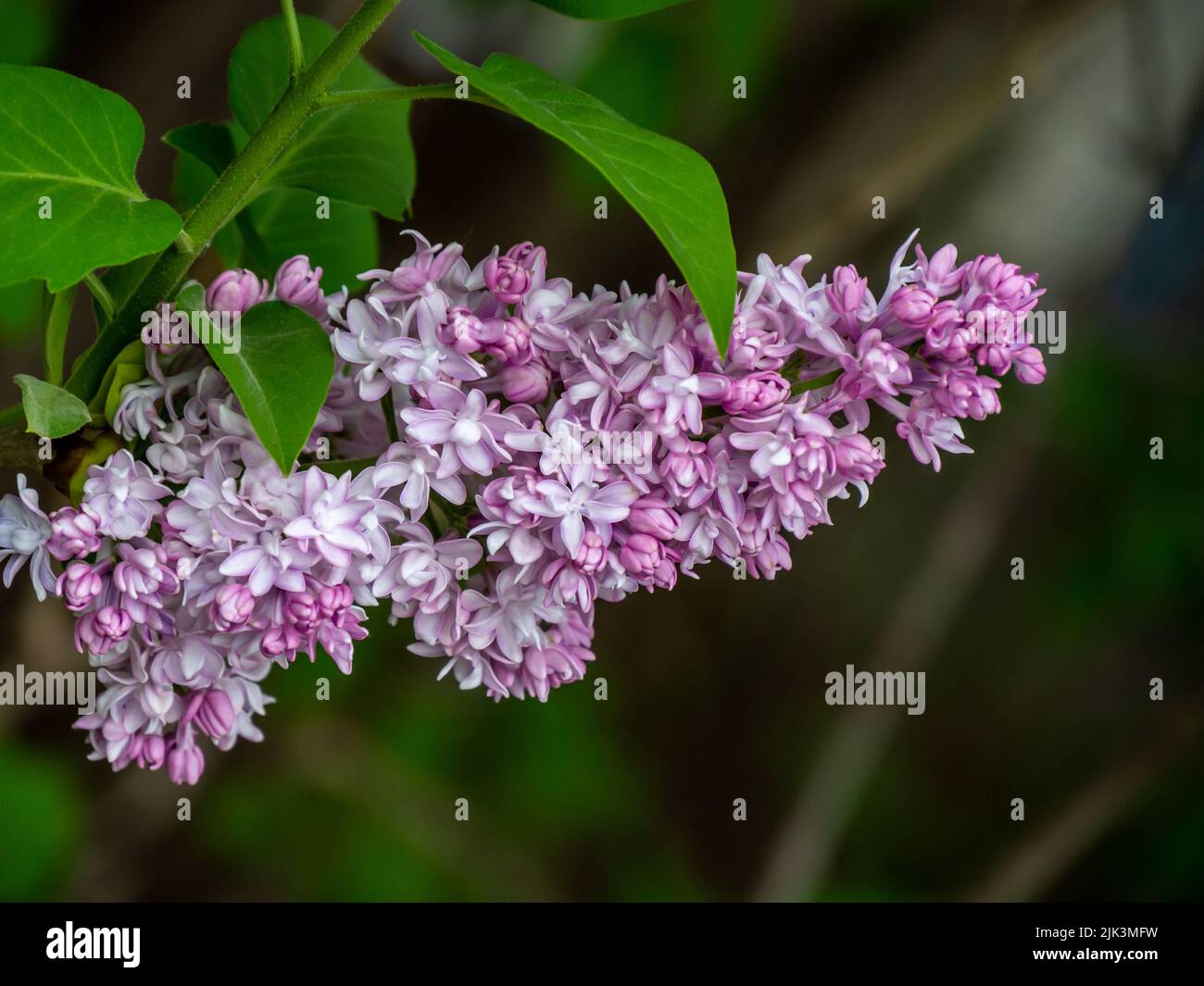 Gros plan des fleurs roses sur un lilas qui pousse dans un jardin le jour chaud du printemps en mai. Banque D'Images