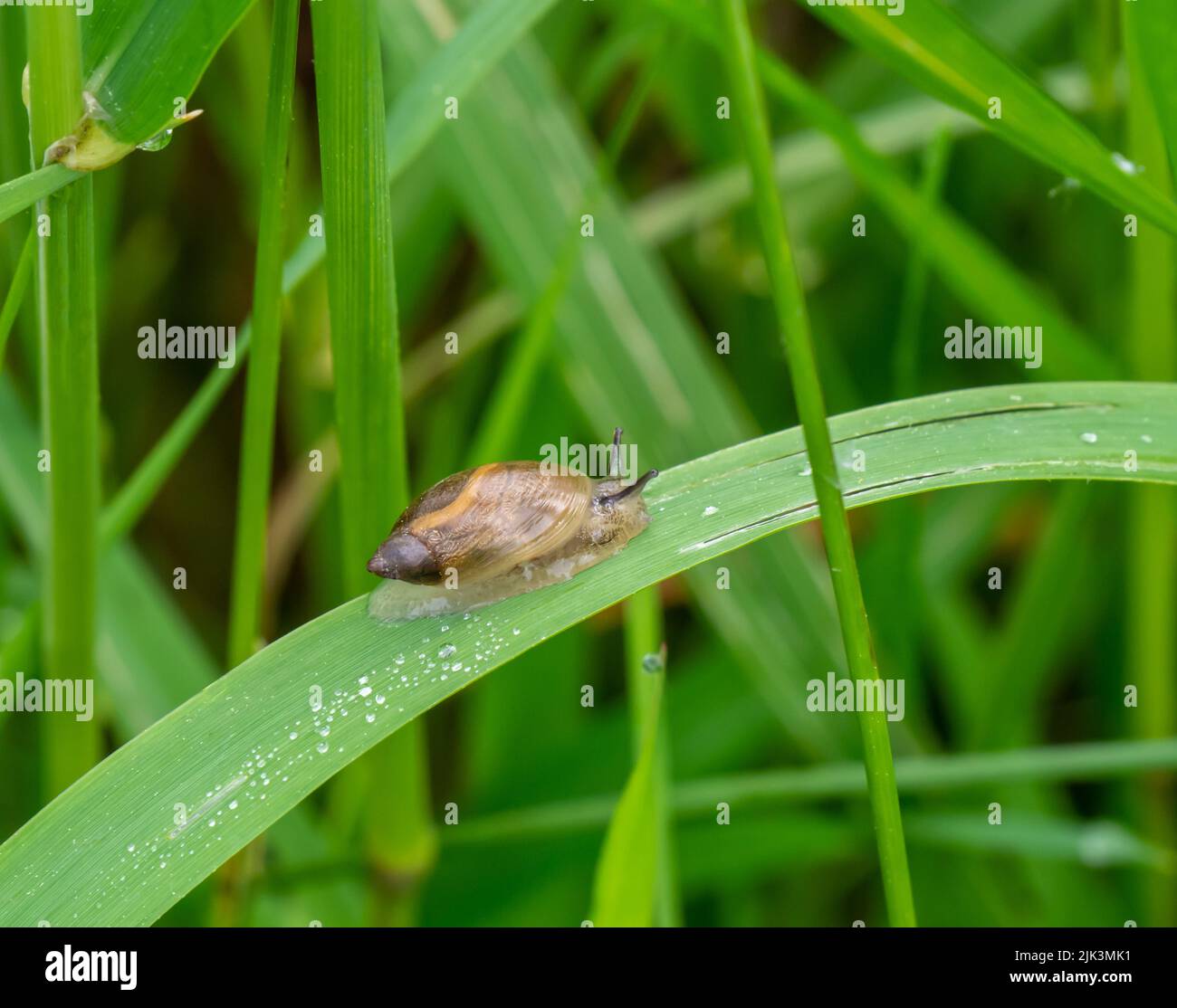 Gros plan d'un petit escargot ambre qui rampe sur une feuille de plante par une chaude journée de juin avec une végétation floue en arrière-plan. Banque D'Images