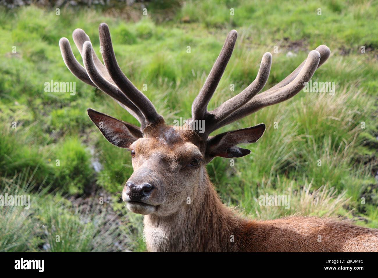 Red Deer Stag gros plan sur l'Écosse Banque D'Images