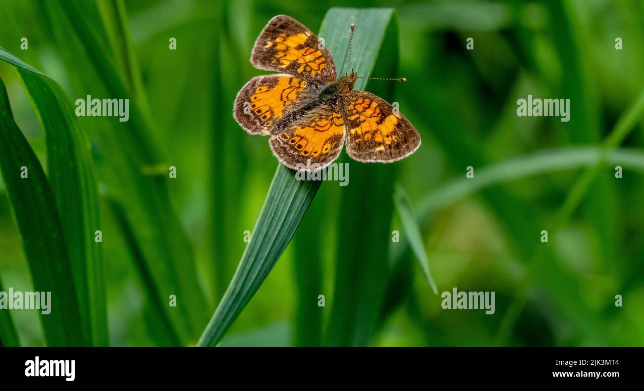 Gros plan d'un papillon à pieds en forme de croissant brun et orange qui repose sur une lame d'herbe dans la forêt, par une chaude journée ensoleillée de juin. Banque D'Images