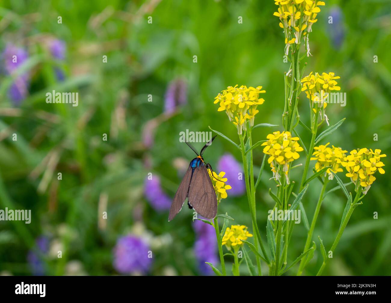 Gros plan d'un papillon de virginie qui recueille le nectar d'une fleur de moutarde jaune qui pousse dans un pré par une chaude journée d'été. Banque D'Images
