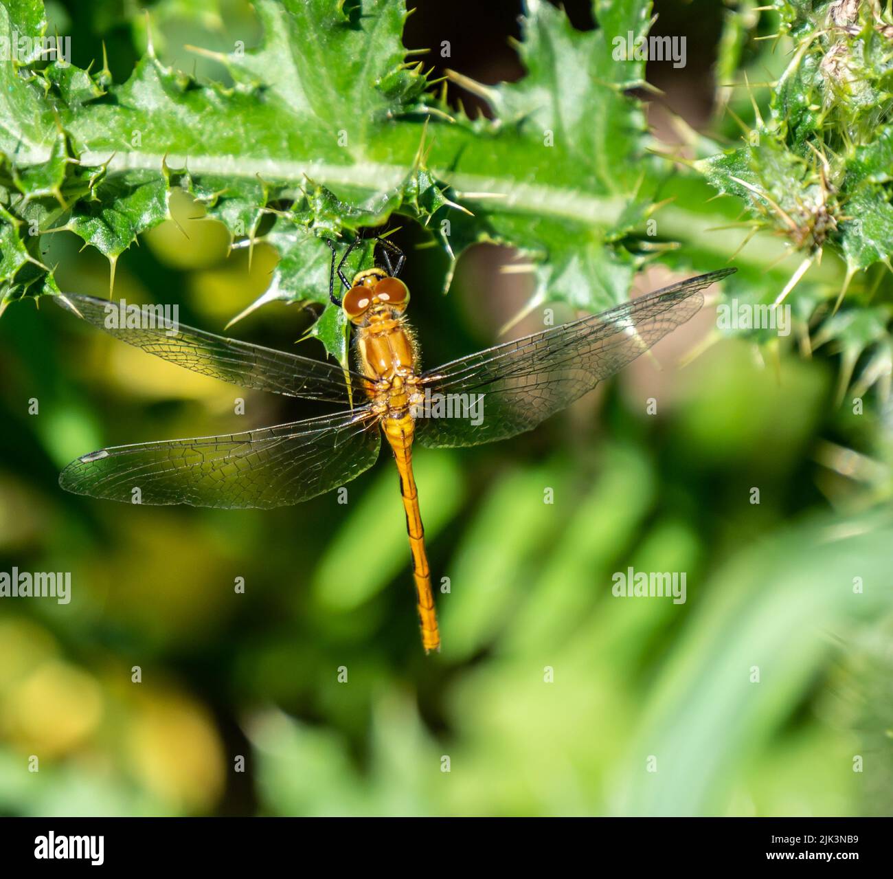 Gros plan d'une libellule de pré-faucon à face blanche qui repose sur la feuille d'une plante de chardon rampant qui pousse dans un champ par une belle journée d'été. Banque D'Images