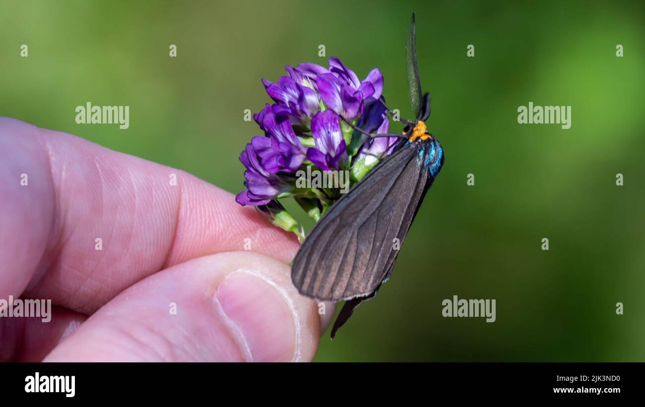 Gros plan d'un papillon de virginie ctenucha qui recueille le nectar d'une fleur pourpre de luzerne qui est tenue dans une main humaine. Banque D'Images
