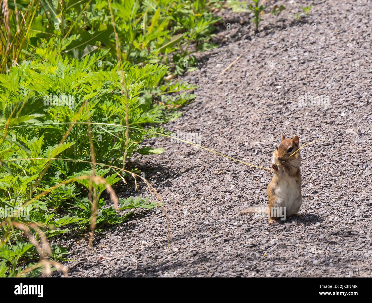 Gros plan d'un chipmunk mangeant des graines d'herbe sur le côté d'une route de gravier lors d'une journée ensoleillée en juillet. Banque D'Images