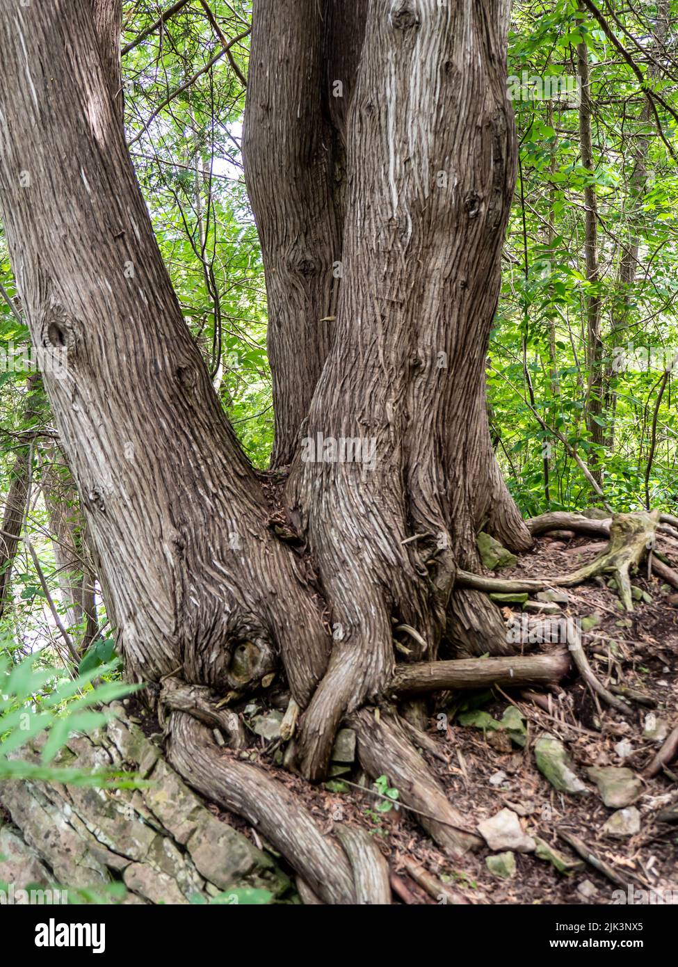 Gros plan sur les racines et le tronc d'un cyprès arborvitae qui pousse dans la forêt par l'eau lors d'une chaude journée d'été en juillet. Banque D'Images