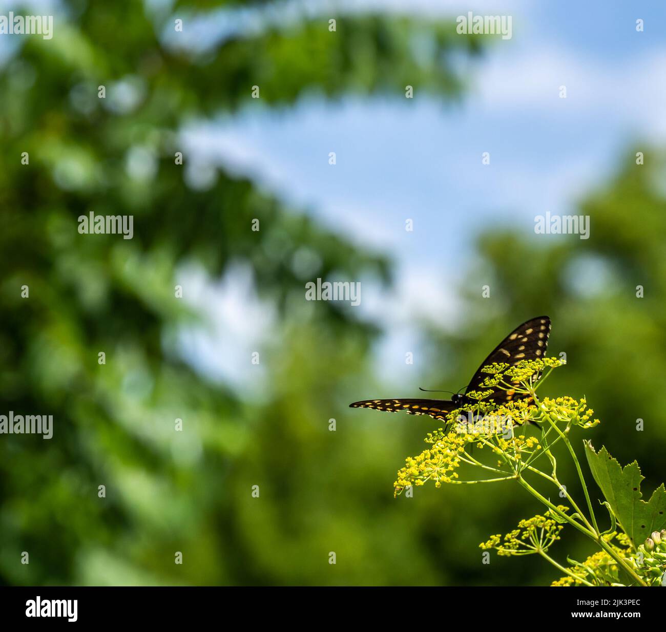 Gros plan d'un papillon à queue d'allowtail noir collectant le nectar de la fleur jaune sur une plante sauvage de panais qui pousse dans un champ. Banque D'Images