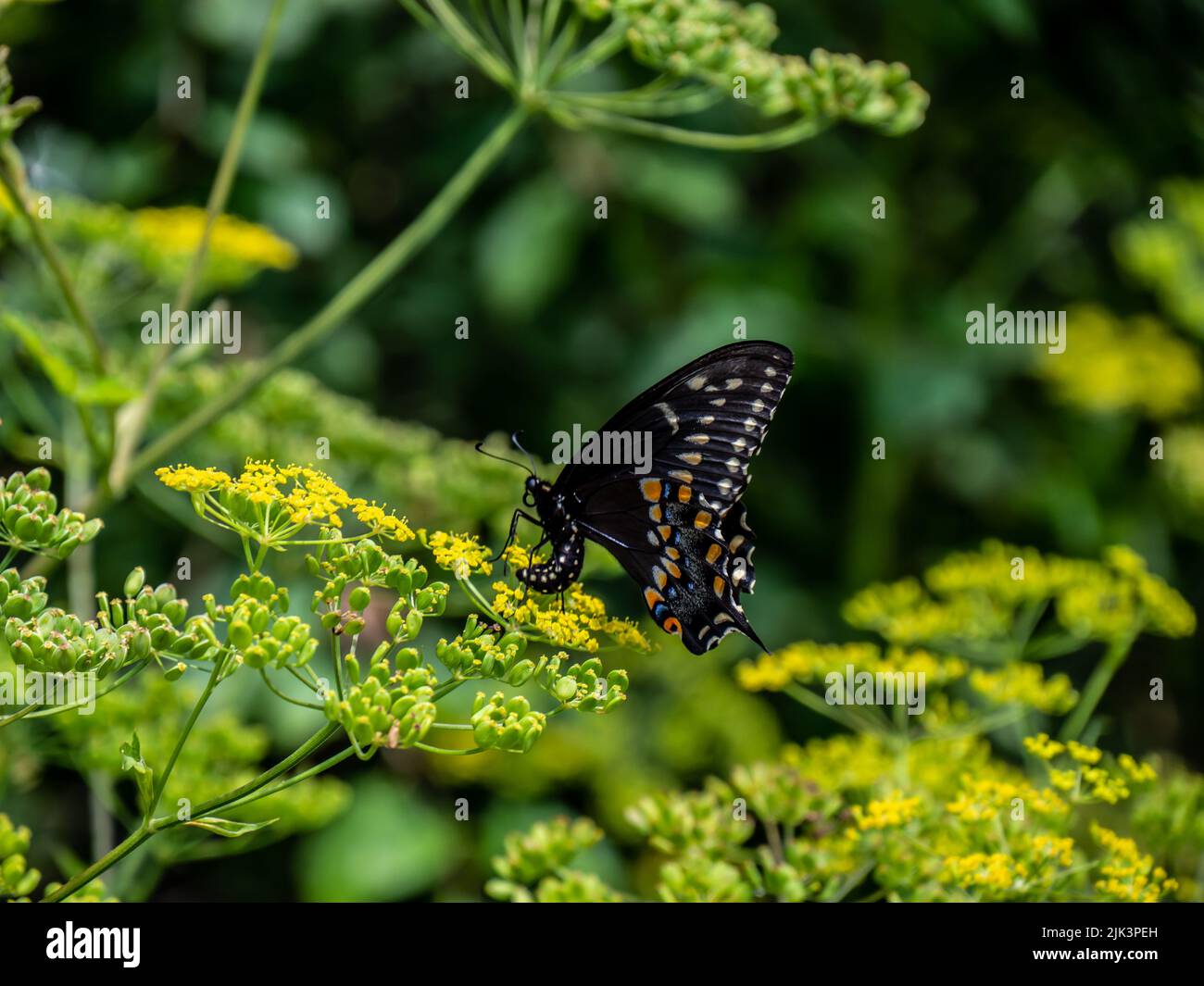 Gros plan d'un papillon à queue d'allowtail noir collectant le nectar de la fleur jaune sur une plante sauvage de panais qui pousse dans un champ. Banque D'Images