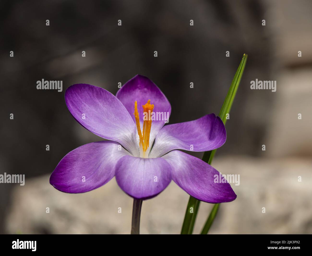 Gros plan d'une fleur de crocus de bois pourpre qui fleurit dans un jardin lors d'une chaude journée de printemps en avril avec un arrière-plan flou. Banque D'Images