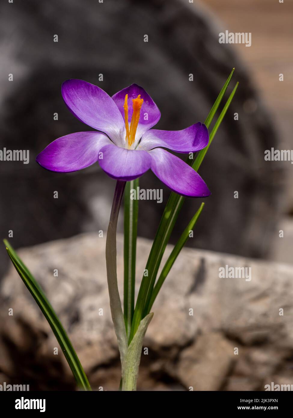 Gros plan d'une fleur de crocus de bois pourpre qui fleurit dans un jardin lors d'une chaude journée de printemps en avril avec un arrière-plan flou. Banque D'Images