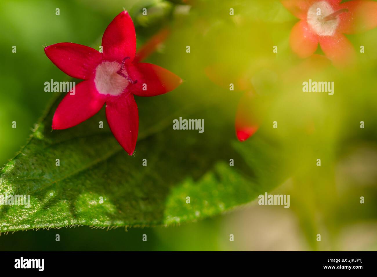 La fleur en étoiles égyptiennes est rouge, en forme de mini trompette avec des pétales en forme d'étoile Banque D'Images