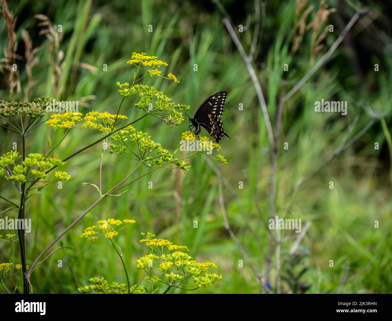 Gros plan d'un papillon à queue d'allowtail noir collectant le nectar de la fleur jaune sur une plante sauvage de panais qui pousse dans un champ. Banque D'Images