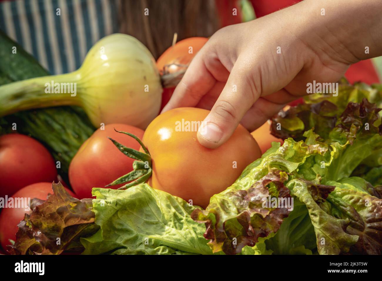 La main d'un enfant met une tomate déchirée dans un panier avec les légumes collectés dans le jardin. Le concept de produits biologiques sains cultivés dans votre jardin Banque D'Images