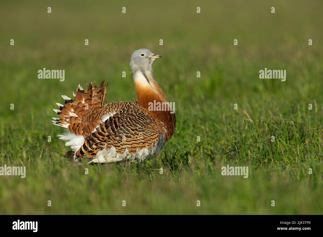 Grand butarde Otis tarda, exposition adulte, plaine de Salisbury, Wiltshire, Royaume-Uni, Avril Banque D'Images