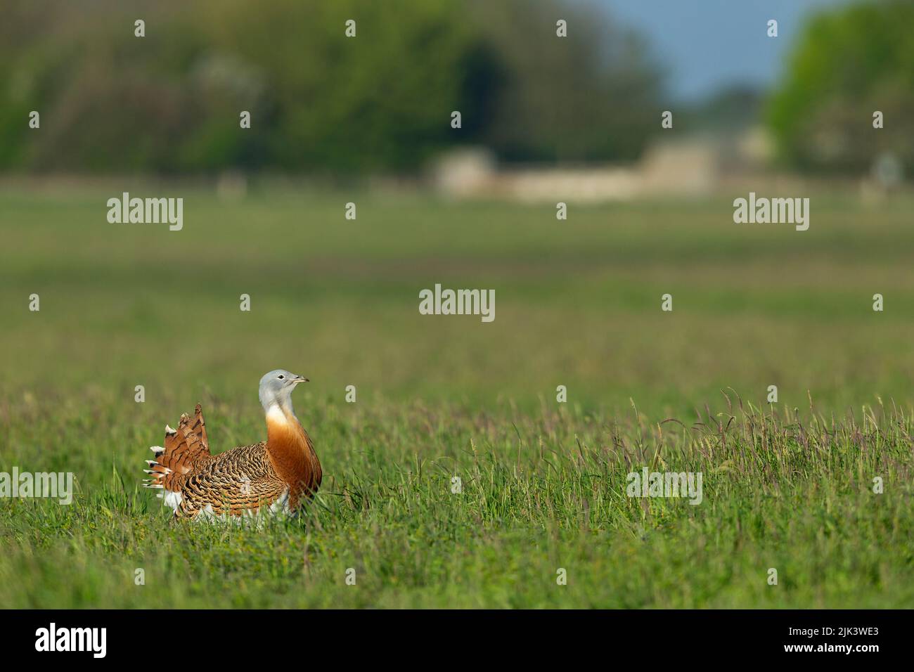 Grand butarde Otis tarda, exposition adulte, plaine de Salisbury, Wiltshire, Royaume-Uni, Avril Banque D'Images