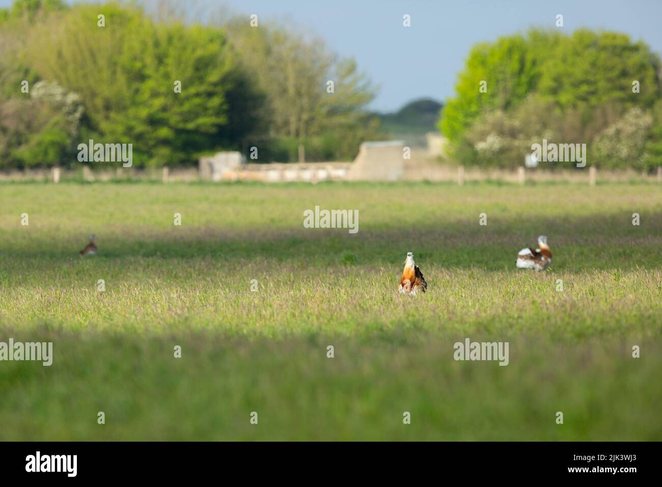 Grand butarde Otis tarda, adultes en exposition, plaine de Salisbury, Wiltshire, Royaume-Uni, Avril Banque D'Images