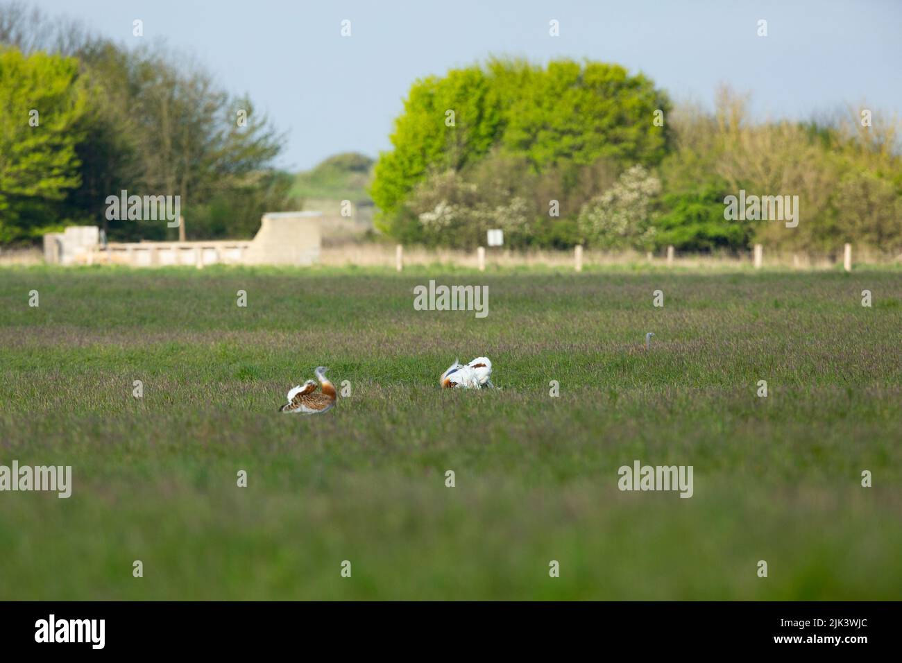 Grand butarde Otis tarda, adultes en exposition, plaine de Salisbury, Wiltshire, Royaume-Uni, Avril Banque D'Images