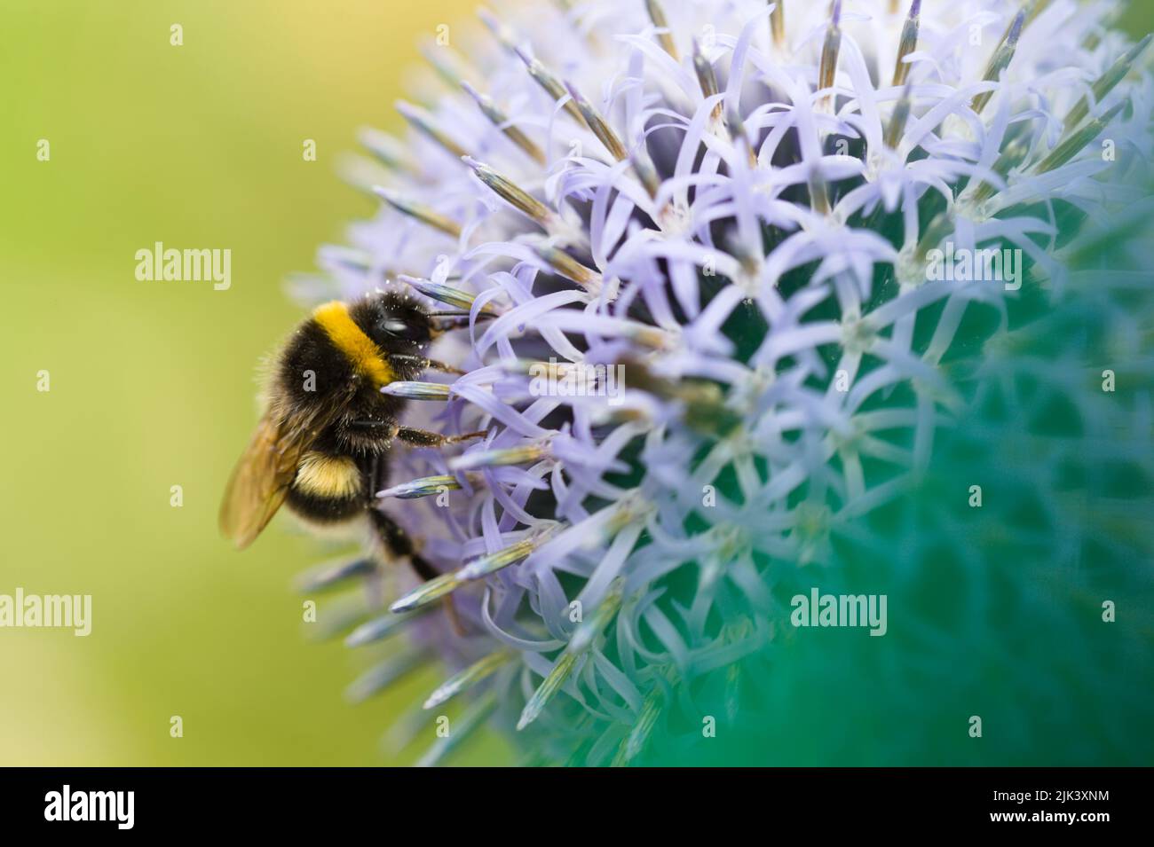 Bourdon sur fleur bleue d'echinops Banque D'Images
