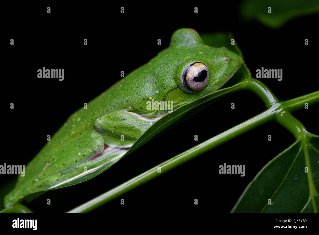 MALABAR (Rhacophorus malabaricus) est une espèce de grenouille des arbres des Rhacophoridés que l'on trouve dans les Ghâts de l'Ouest de l'Inde. Banque D'Images