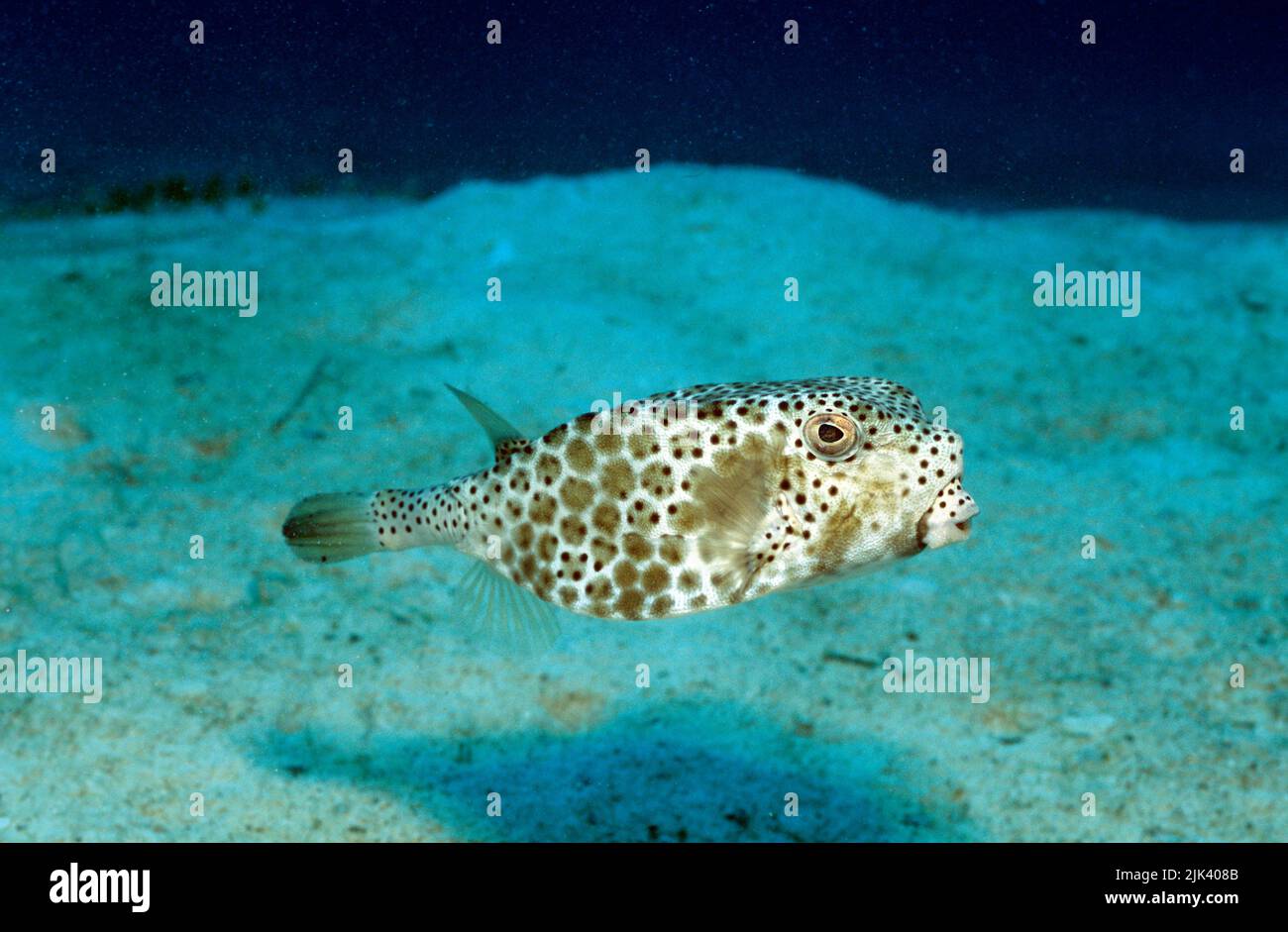 Buis à nez cornu (Ostracion rhinorhynchos), Cebu, Philippines, Indo-Pacifique, Asie Banque D'Images