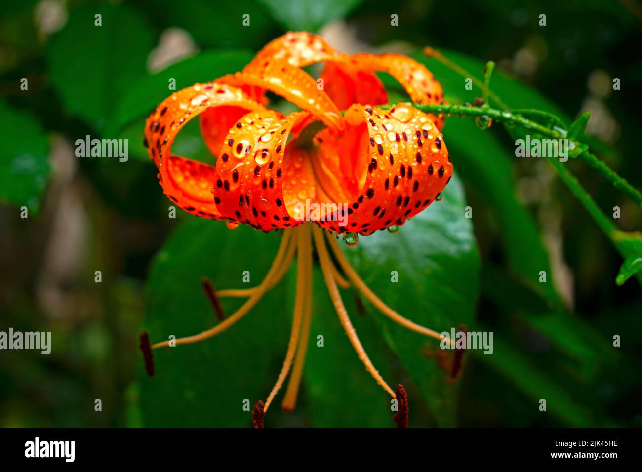 Magnifique nénuphar orange avec taches noires et gouttes d'eau sur un fond flou de buissons et d'arbres verts -02 Banque D'Images