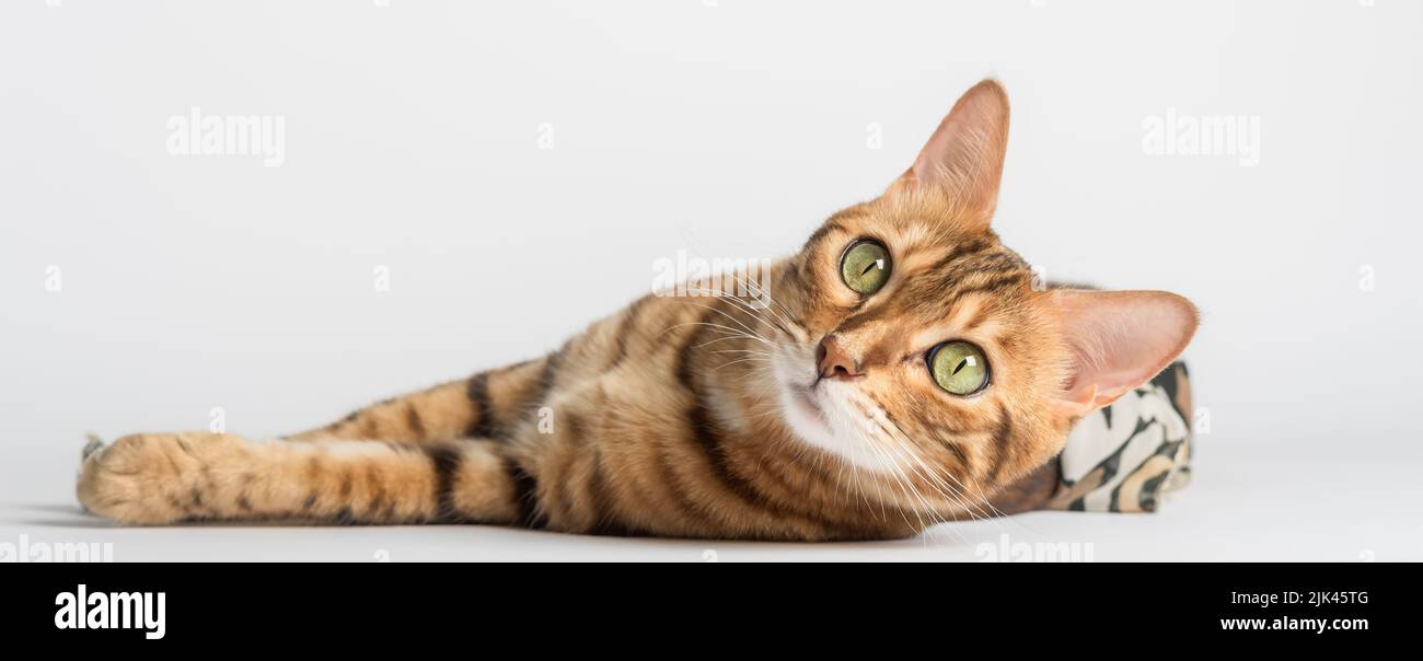 Chat bengale couché sur fond blanc dans le studio. Banque D'Images