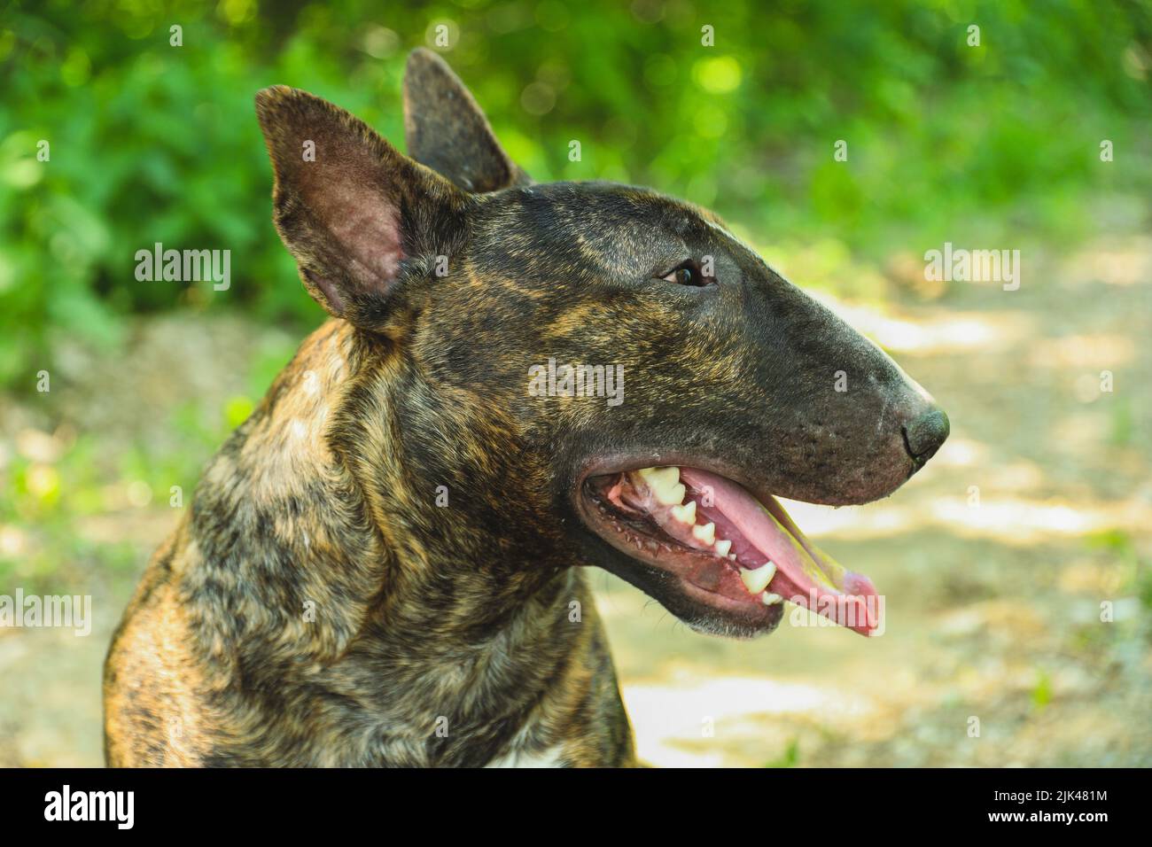 Un jeune beau terrier de taureau dans une couleur vive Banque D'Images