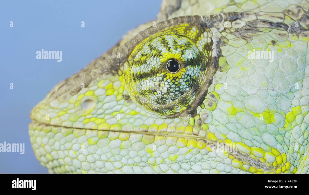 Gros plan du caméléon voilé sur fond bleu ciel. Caméléon voilé, caméléon à tête conique ou caméléo yéménite Banque D'Images