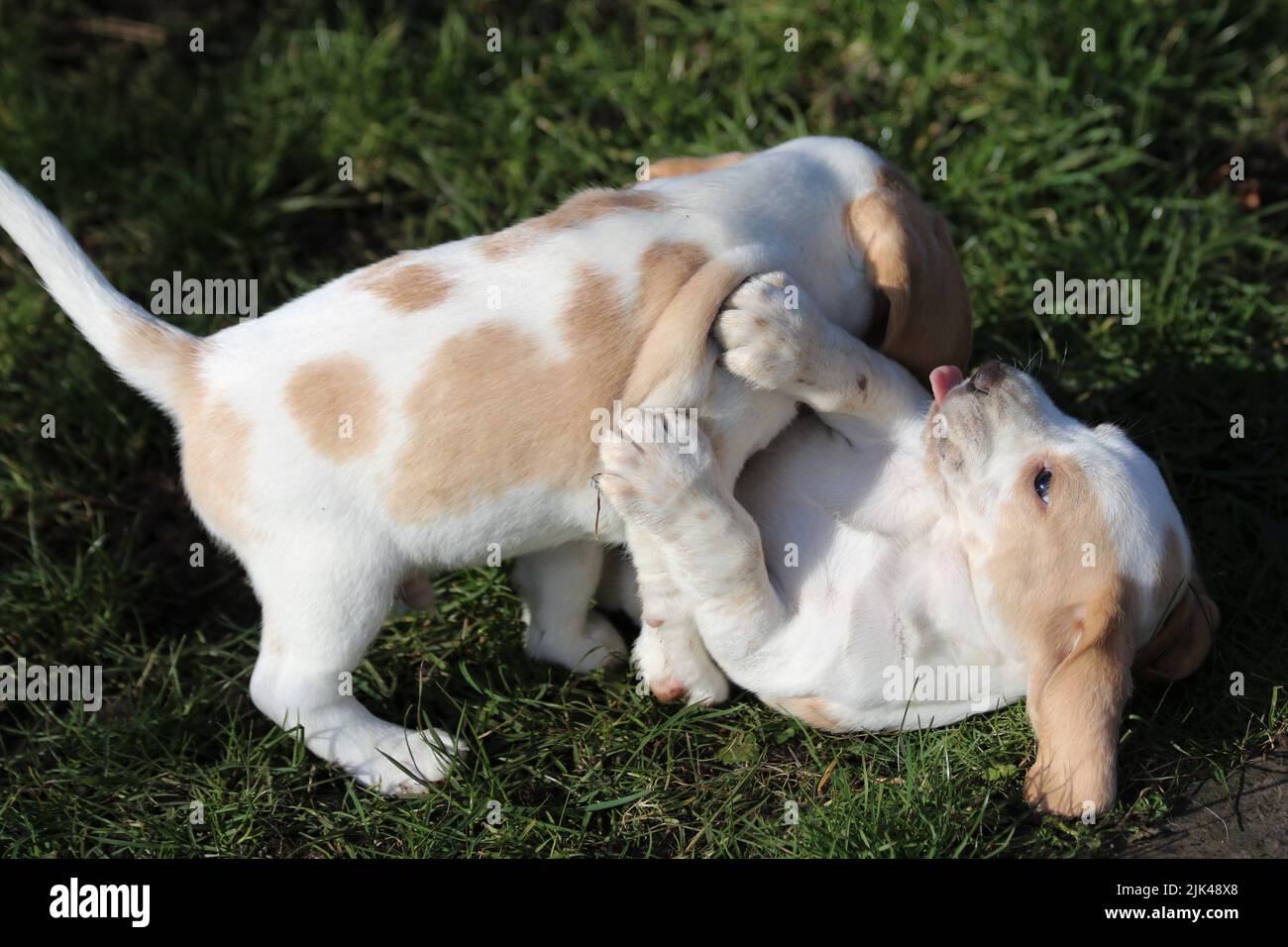 Chiots Beagle jouant Banque D'Images