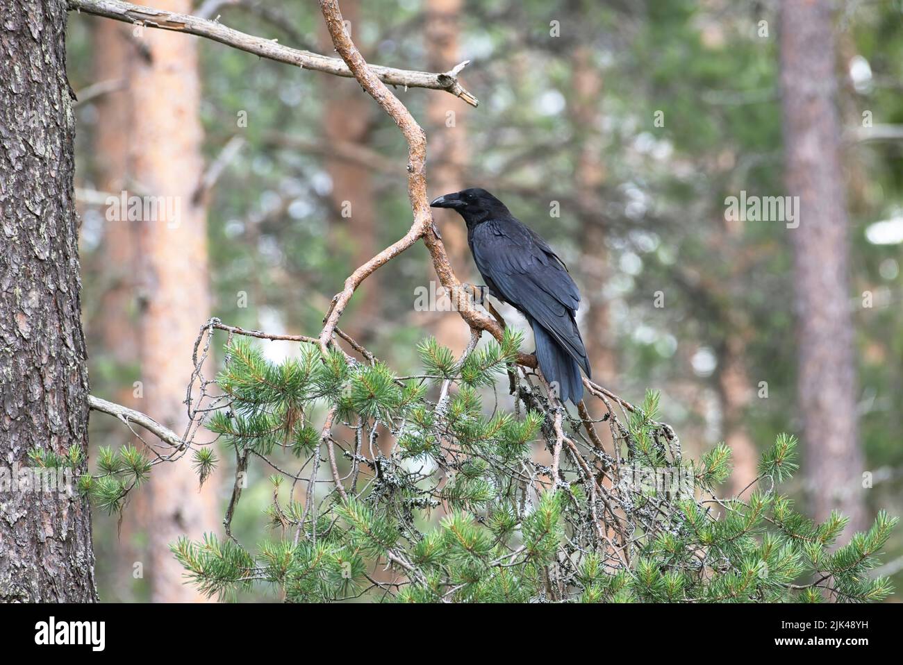 Corbeau commun (Corvus corax) perché sur une branche d'arbre dans la forêt de taïga de Finlande Banque D'Images