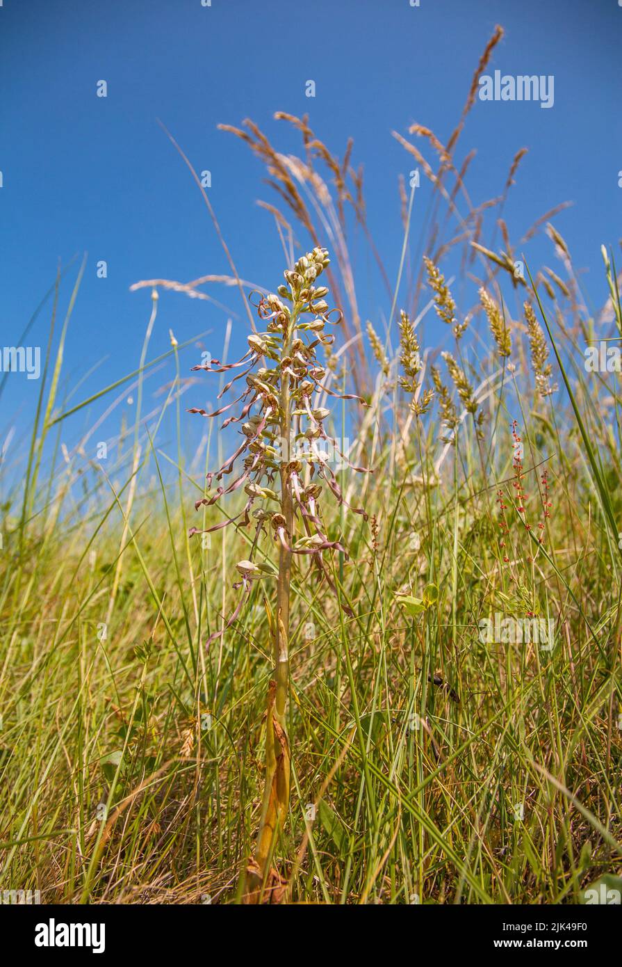 Orchid de lézard Himantoglossum hircinum croissant dans l'herbe rugueuse bordant un terrain de golf dans le Kent au Royaume-Uni Banque D'Images