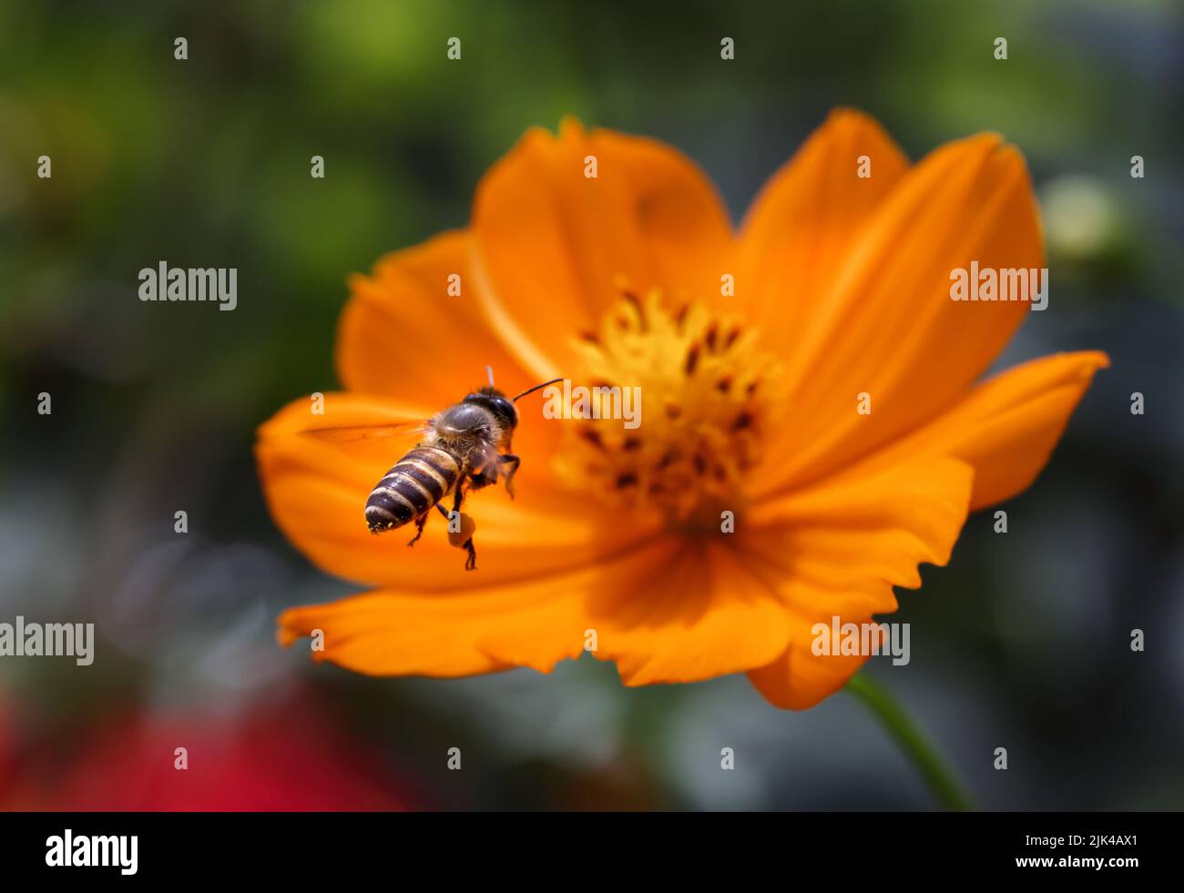 Abeille volante collectant le pollen de la fleur. Cette photo a été prise du Bangladesh. Banque D'Images