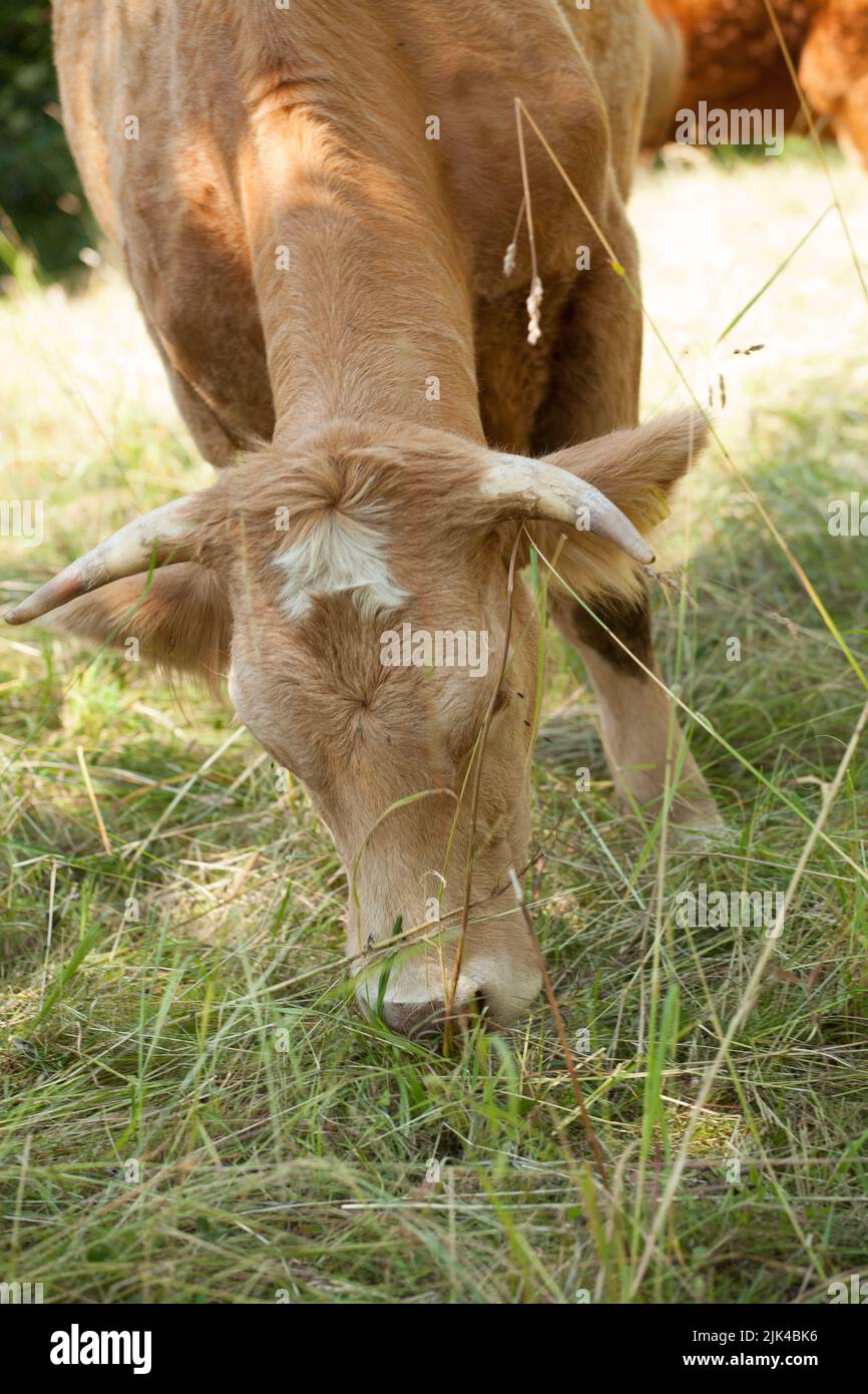 Freerange marche et recherche de vaches dans les collines herbeuses à la journée ensoleillée d'été, Bade-Wurtemberg, Allemagne Banque D'Images