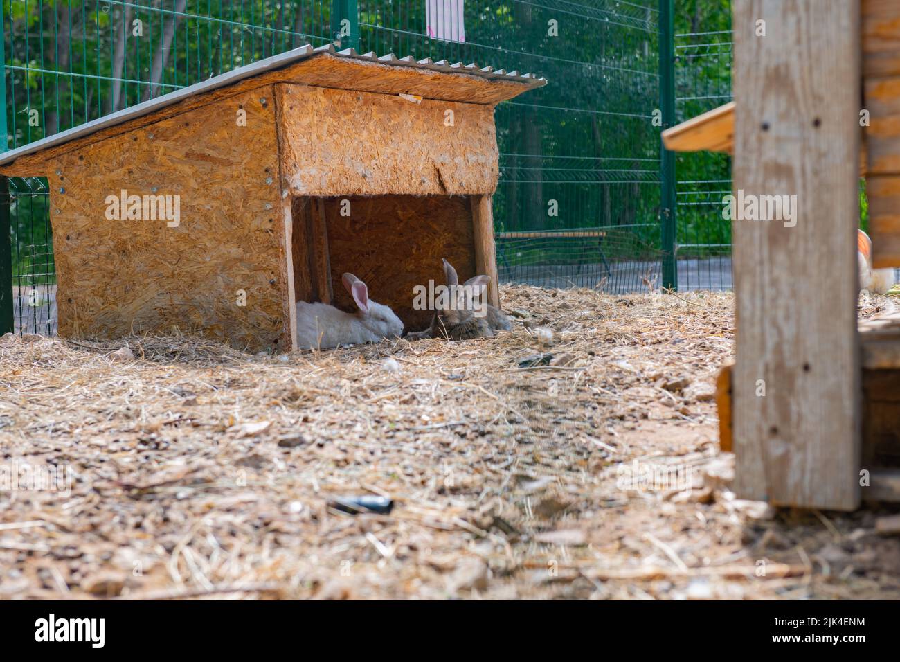 plusieurs lapins se trouvent dans une cage dans une maison Banque D'Images
