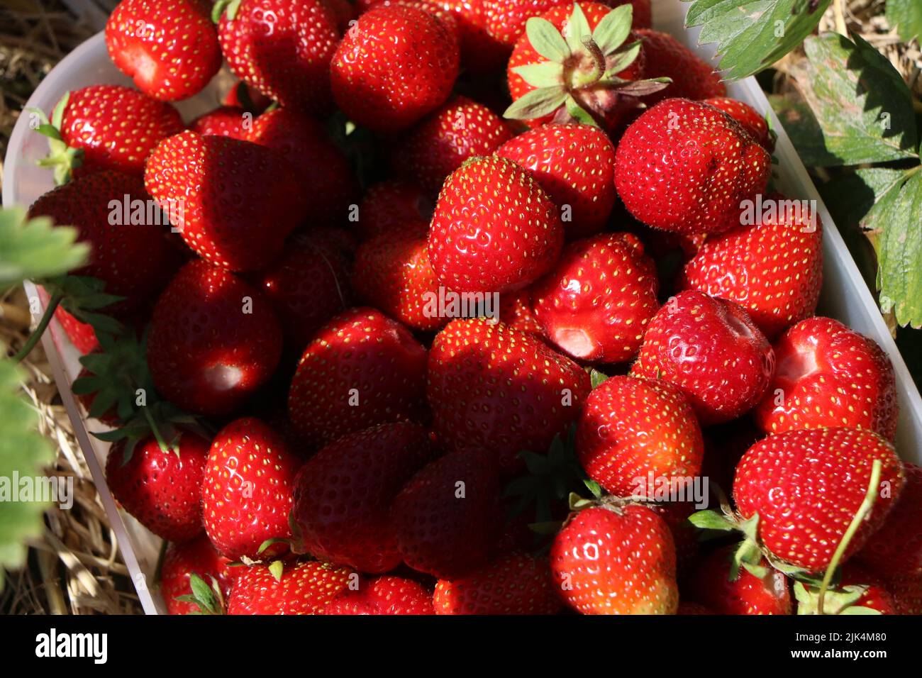 Un joli bol de fraises fraîchement cueillies Banque D'Images