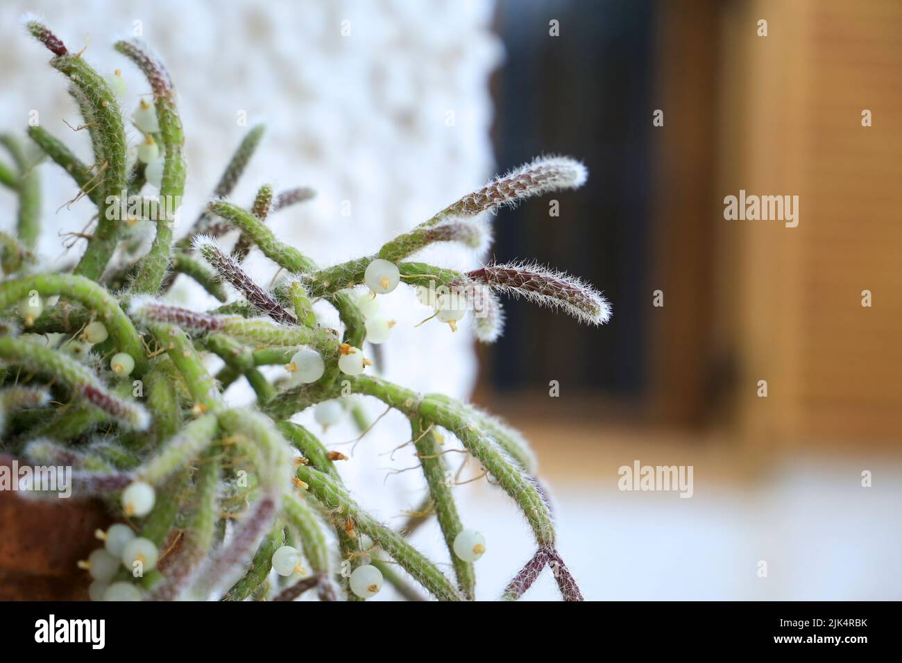 Belle Rhipsalis Baccifera horrida dans pot d'argile accroché sur le mur Banque D'Images