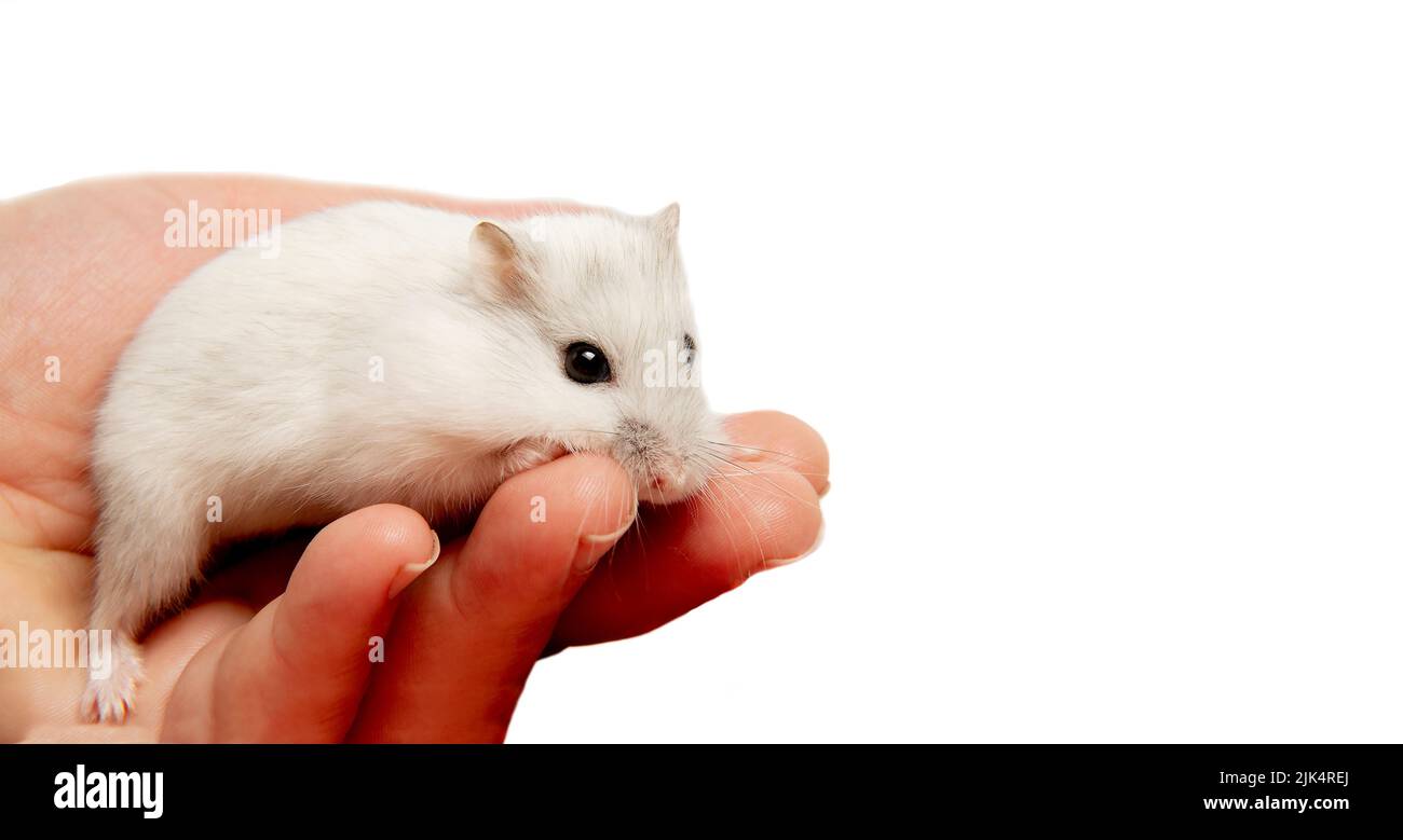 Un adorable petit hamster pour animaux de compagnie se tient sur la main de l'hôtesse. Gros plan du hamster. Animal de compagnie drôle. Banque D'Images