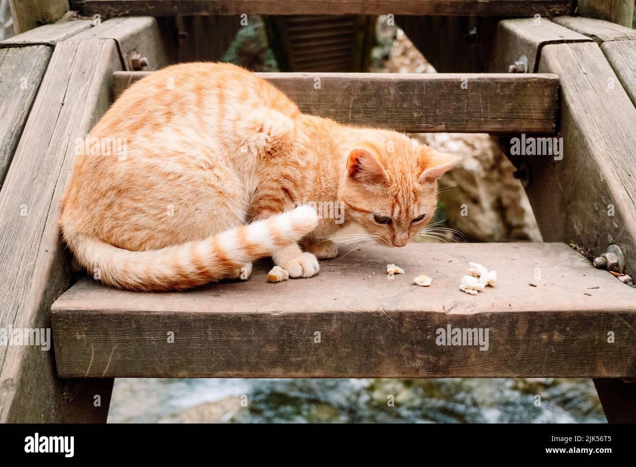 Un chat tabby orange se nourrit de quelques restes trouvés dans la rue. Banque D'Images