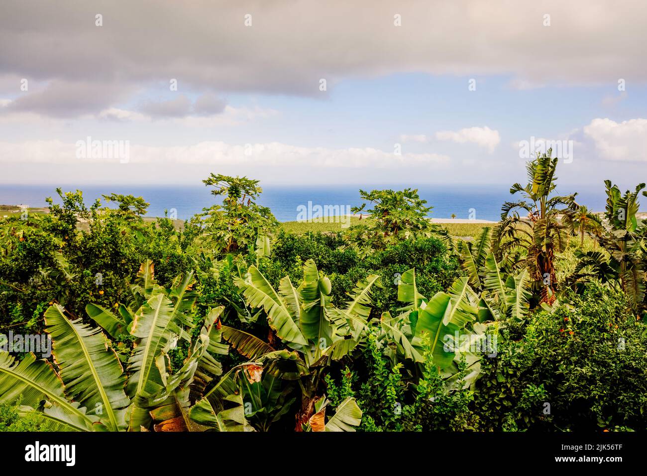 Plantation de bananiers et de fruits tropicaux près de la mer, sur l'île des Canaries de Ténérife. Banque D'Images