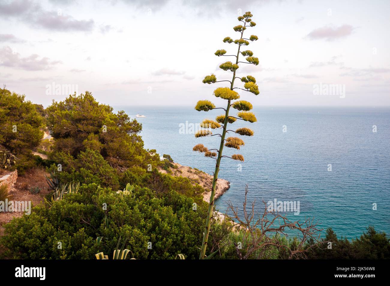 Agave en pleine floraison sur la côte méditerranéenne avec vue sur la mer et le ciel bleu. Banque D'Images