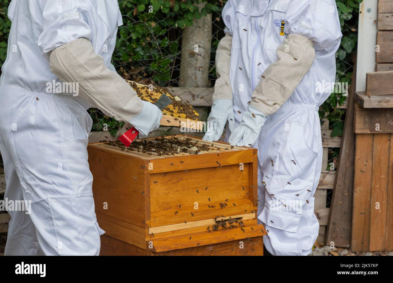deux apiculteurs regardant dans une ruche et utilisant un outil pour séparer les cadres Banque D'Images