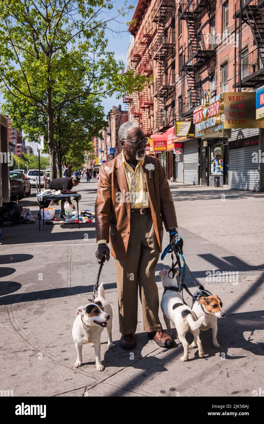 New York, NY/USA - 05-07-2016: African American Senior Walking Dogs on 125th Street in Manhattan. Banque D'Images