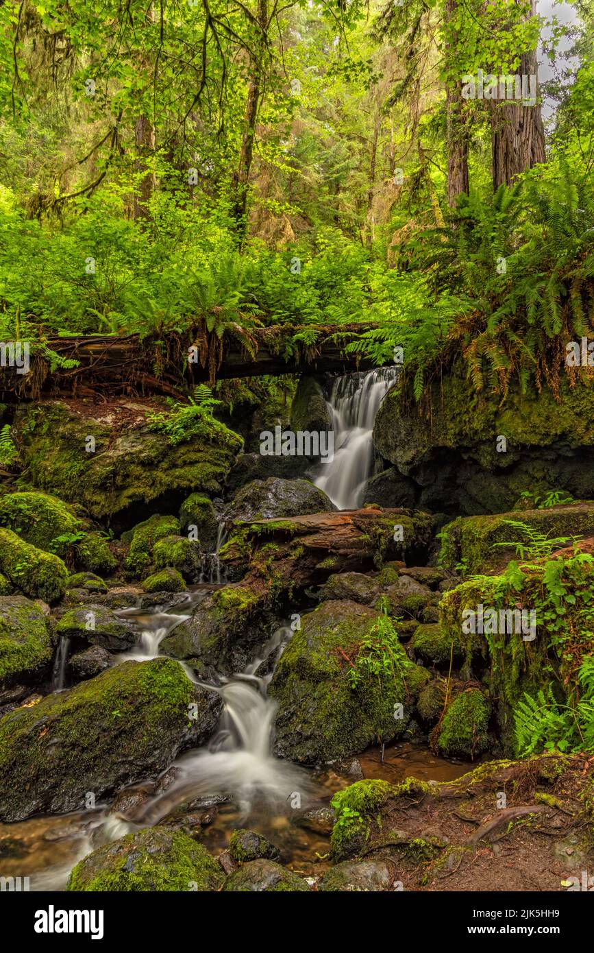 A creek serpente de la poupe luxuriante et de la canopée des arbres à travers des rochers couverts de mousse à Trillium Falls, Redwood National and State Parks, Californie Banque D'Images