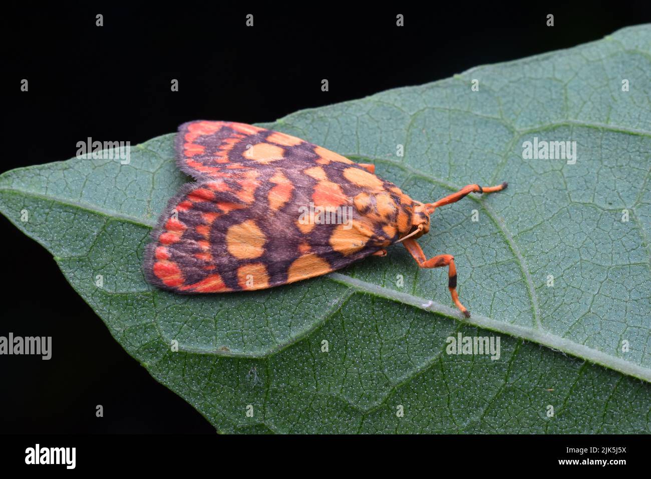 Un papillon inconnu brun orange reposant sur une feuille verte. CYME reticulata. Banque D'Images