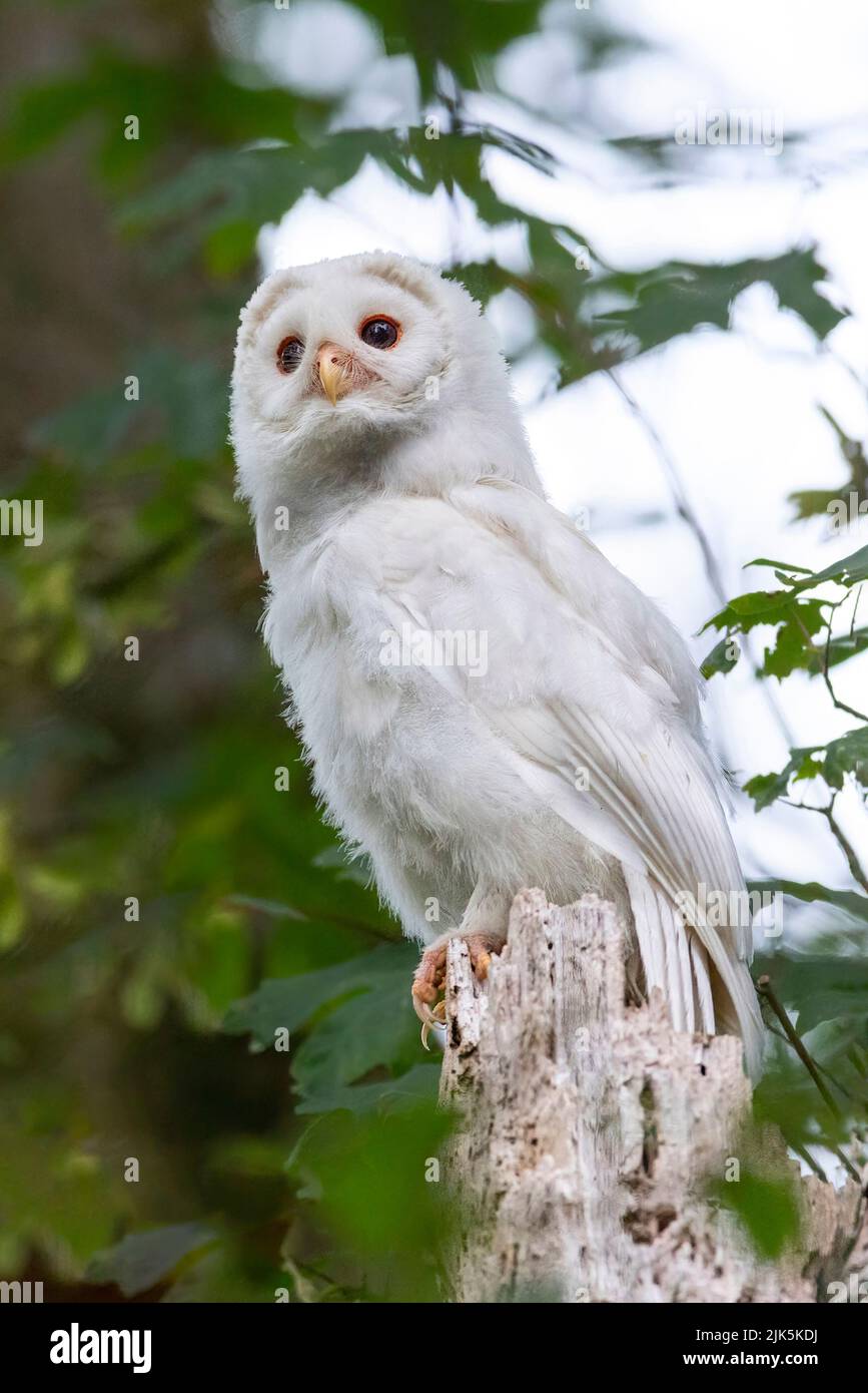Blanc (albinos) Chevêche à nageonner à Port Coquitlam C.-B. Canada, juillet 2022 Banque D'Images