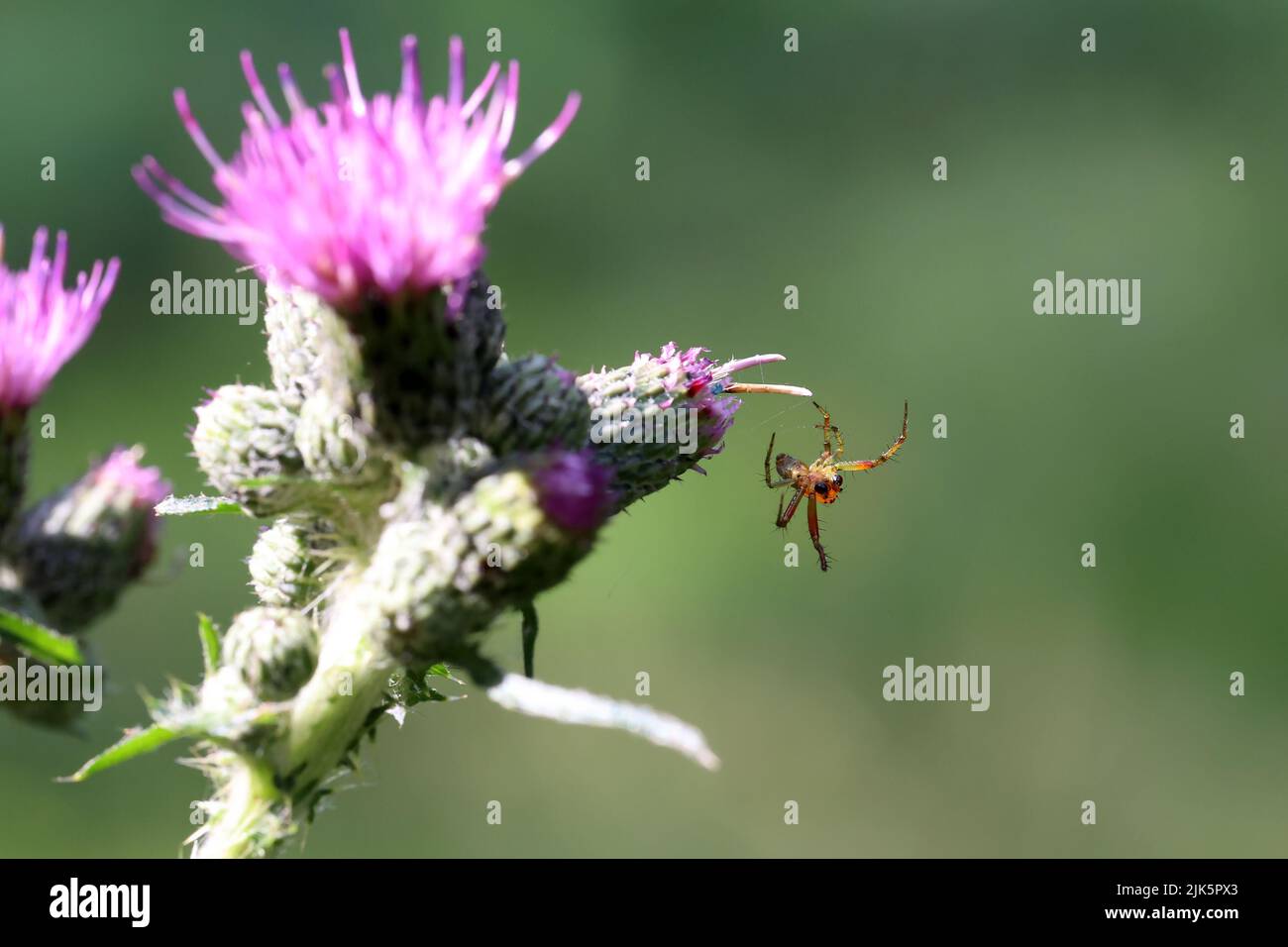 L'araignée tisse une toile et chasse les insectes. Banque D'Images