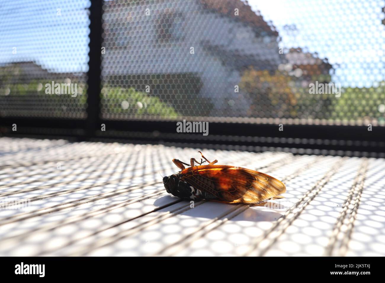 Dead cigadas sur le balcon en été. L'été au Japon. Banque D'Images