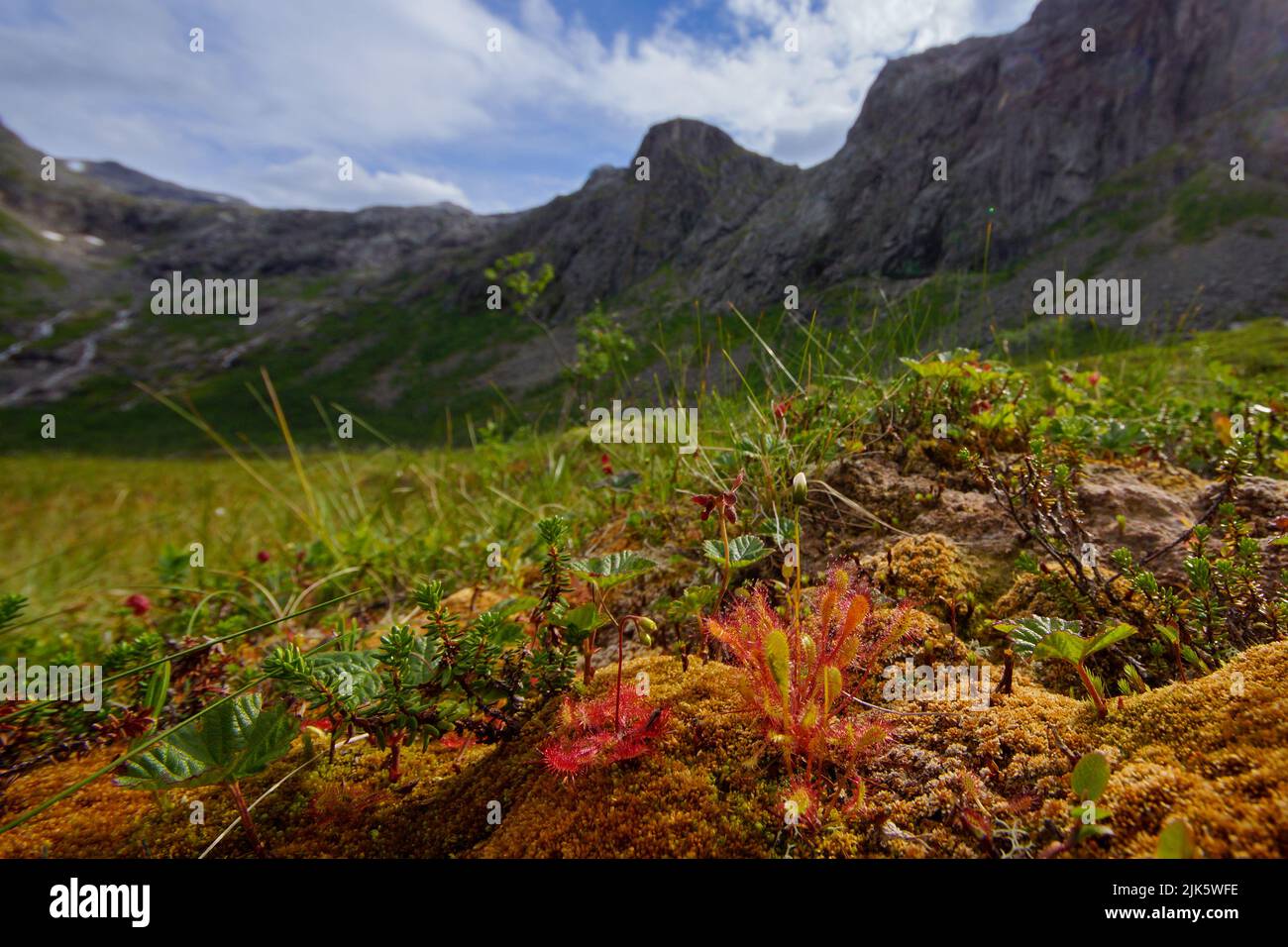 Le soda anglais (Drosera anglica) et le soda à feuilles rondes (Drosera rotundifolia) devant les montagnes, au nord de la Norvège Banque D'Images