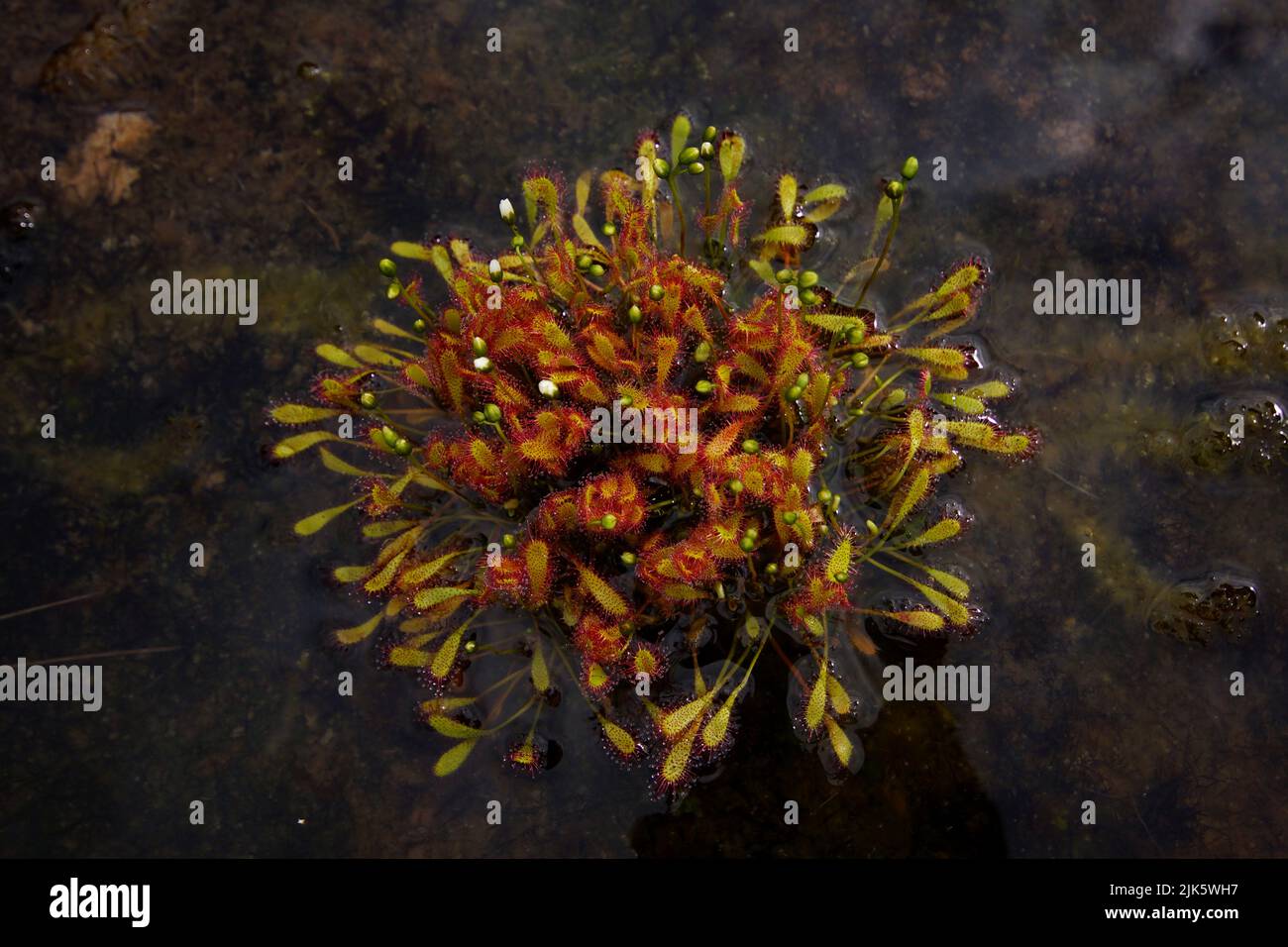 Crosse circulaire d'un gousse anglais (Drosera anglica) poussant dans un étang, nord de la Norvège, vue d'en haut Banque D'Images